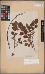 Foto von Salix aurita L.